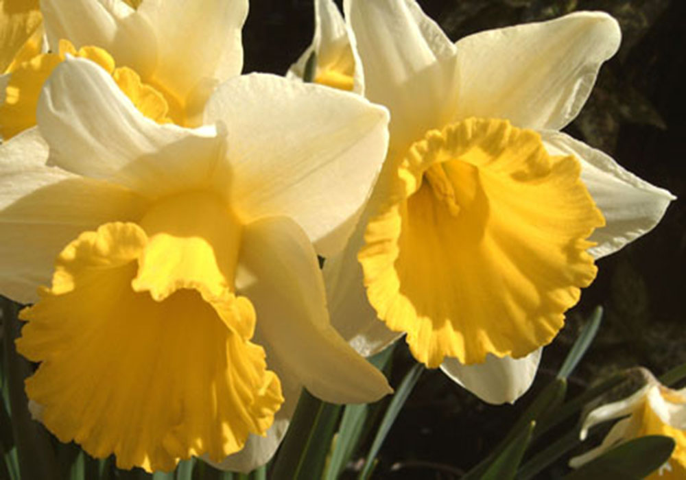 Daffodils